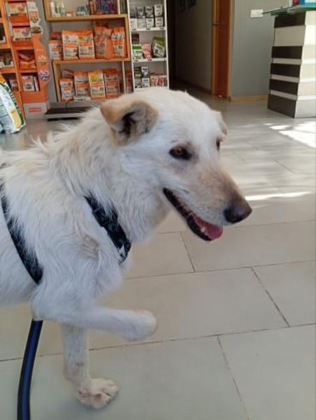 Dreibeinige, tolle Creta sucht Familie