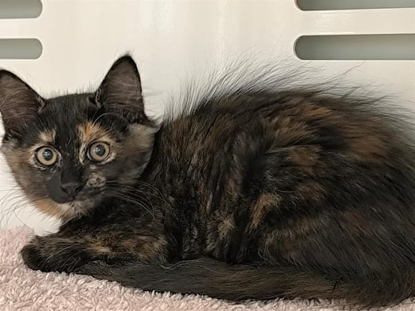 SHEILA