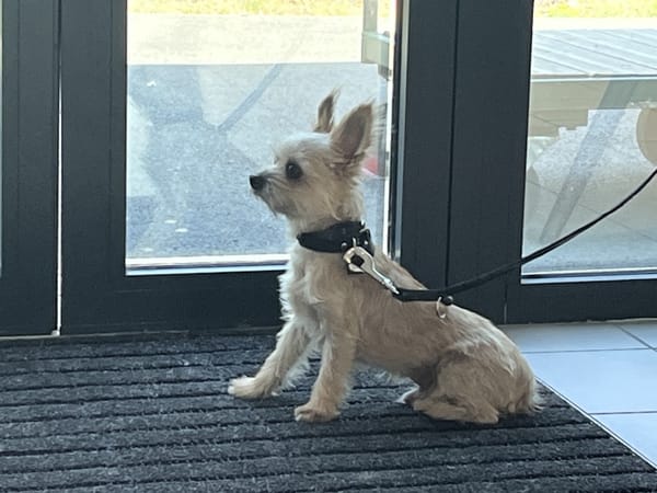 KAYA (en cours d'adoption)