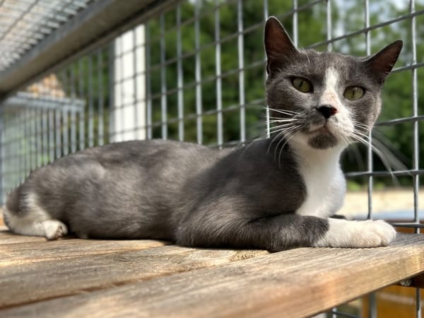 CAT QUART