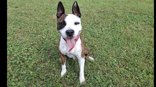 Tyson