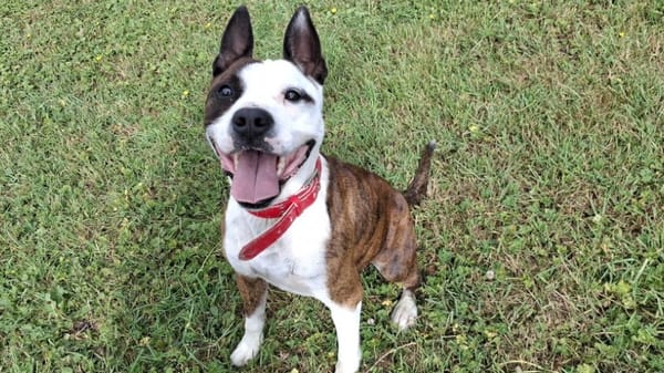 Tyson