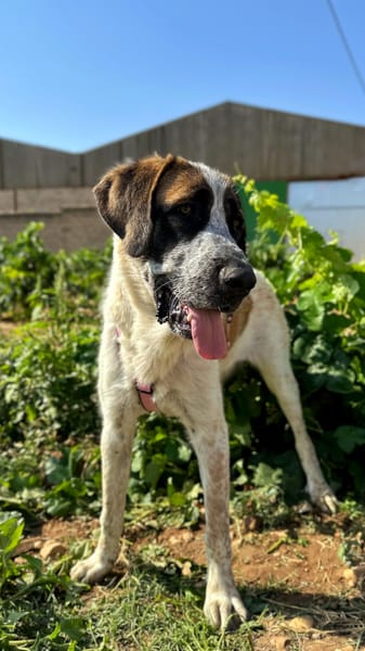 GALLETA (Animalea)