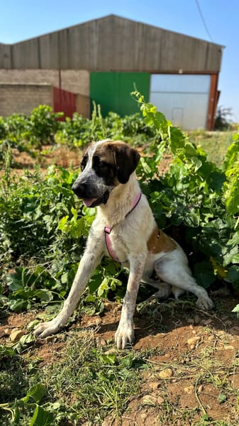 GALLETA (Animalea)