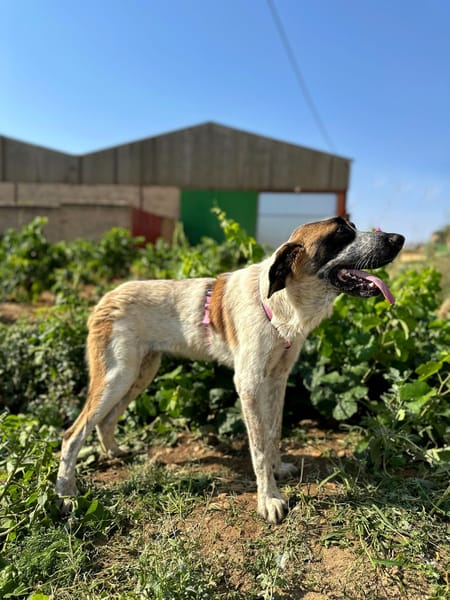 GALLETA (Animalea)