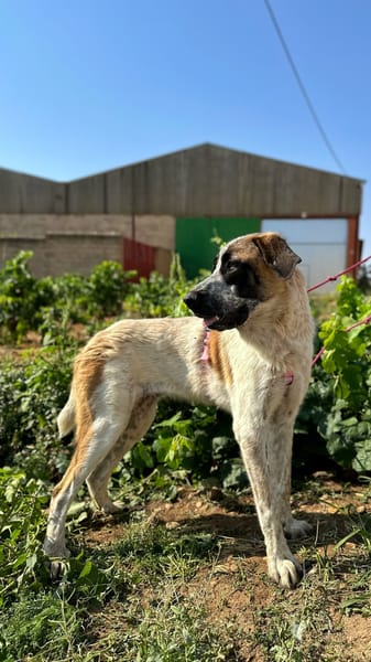 GALLETA (Animalea)