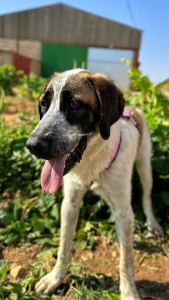 GALLETA (Animalea)
