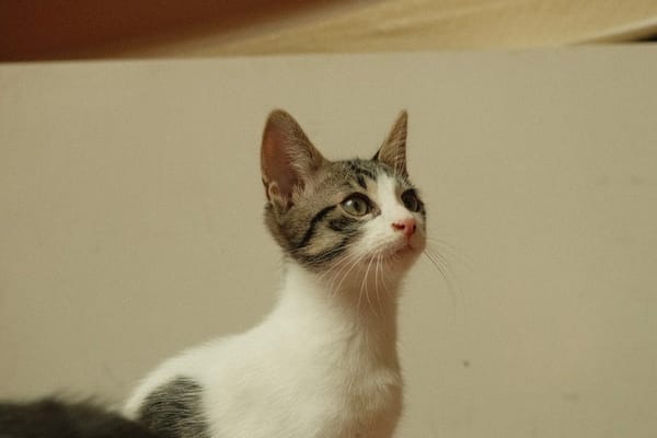Altaïr