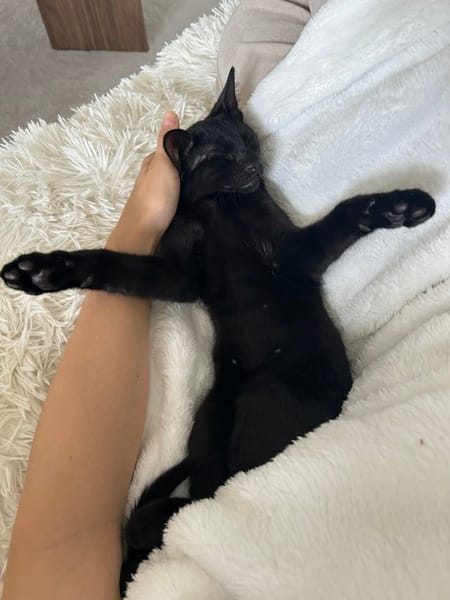 Mujy