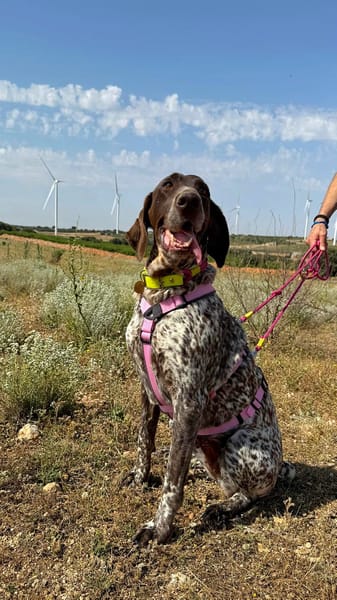 GITANA (Animalea)