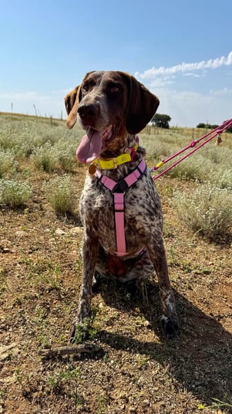 GITANA (Animalea)