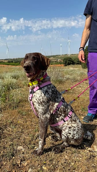 GITANA (Animalea)