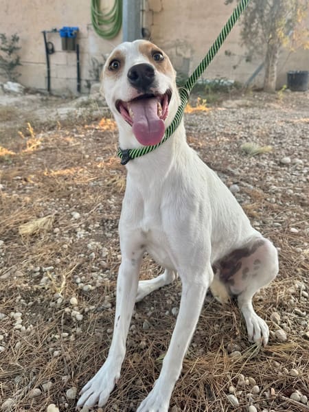 DOBBY (Martina)
