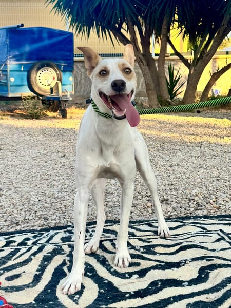 DOBBY (Martina)