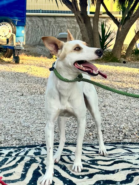 DOBBY (Martina)