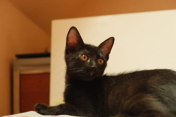 Athena