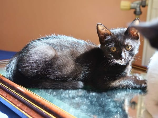 Athena