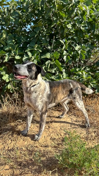 NIEBLA (Animalea)