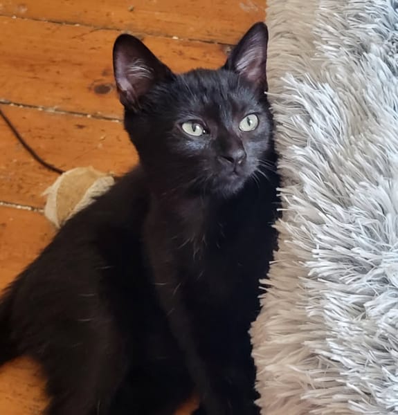 Azimut