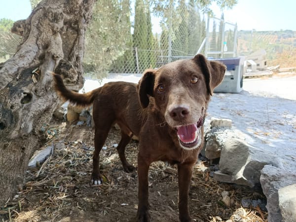 TENDER (union animal)