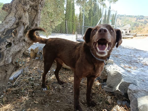 TENDER (union animal)