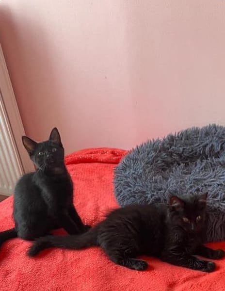 Boule & Bill