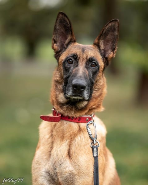 Ambra