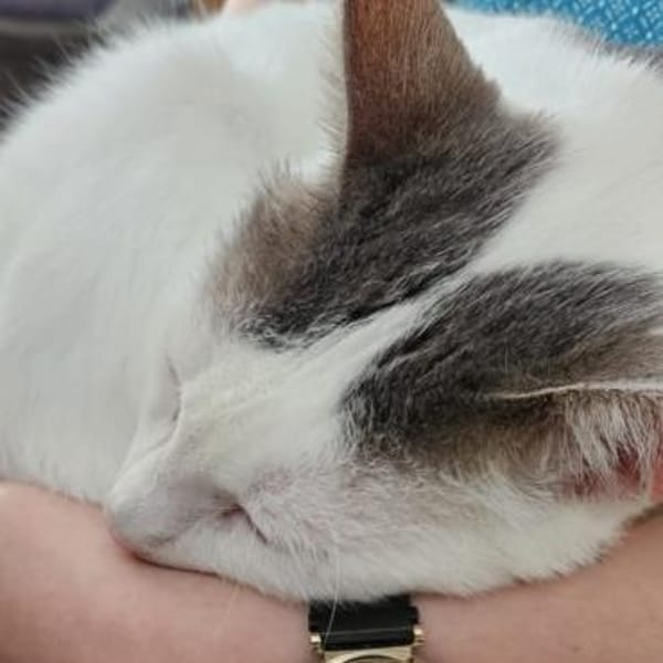 Kater Eric sucht ein neues Körbchen