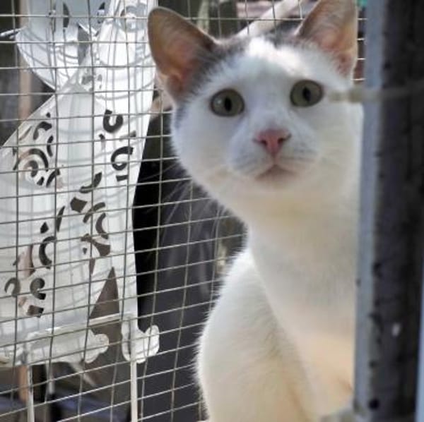 Kater Eric sucht ein neues Körbchen
