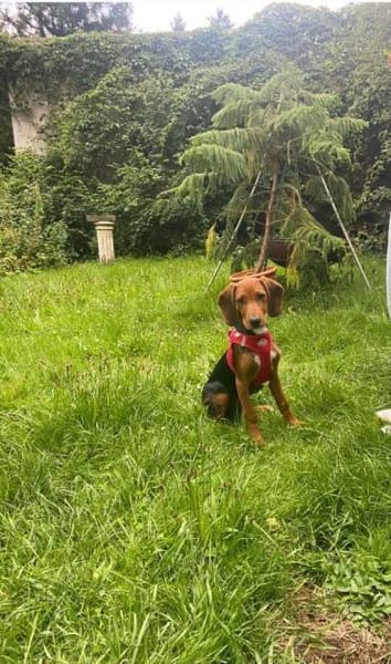 Majlo sucht sportlich-aktive Menschen
