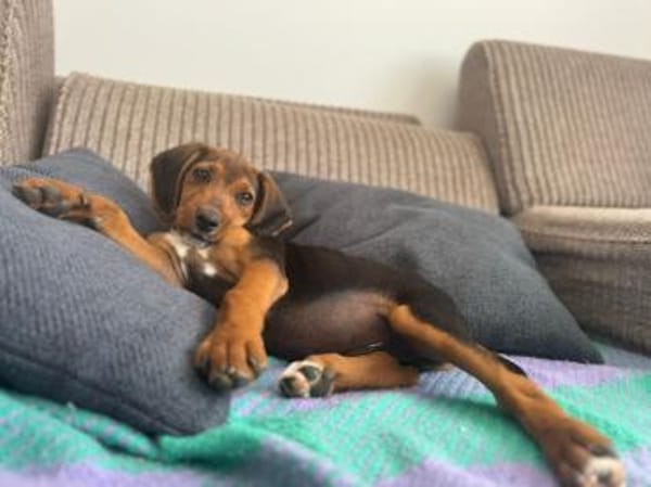 Majlo sucht sportlich-aktive Menschen