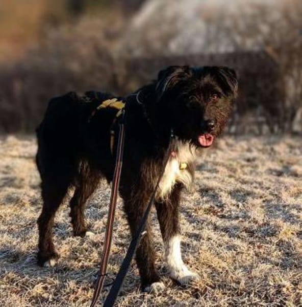 DOLLY -Sucht Begleitung an ihrer Seite-