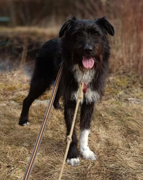 DOLLY -Sucht Begleitung an ihrer Seite-