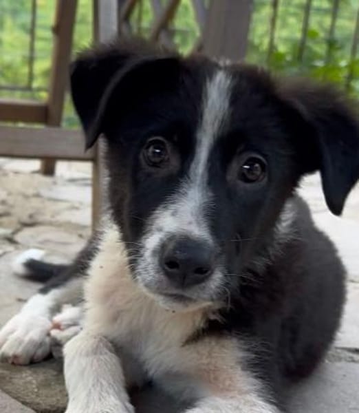 Otis wünscht sich eine Familie