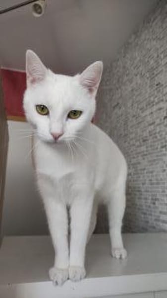 Kätzin Diva