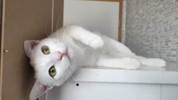 Kätzin Diva