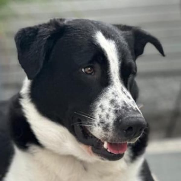 Cooper, geb. ca. 06/2023, Ulm