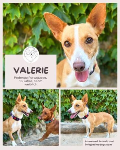 Valerie: Kleine Streunerin & Kuschelfan