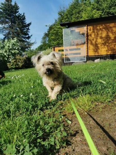 Aron sucht ein liebes Zuhause
