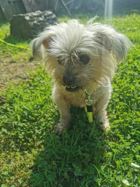 Aron sucht ein liebes Zuhause