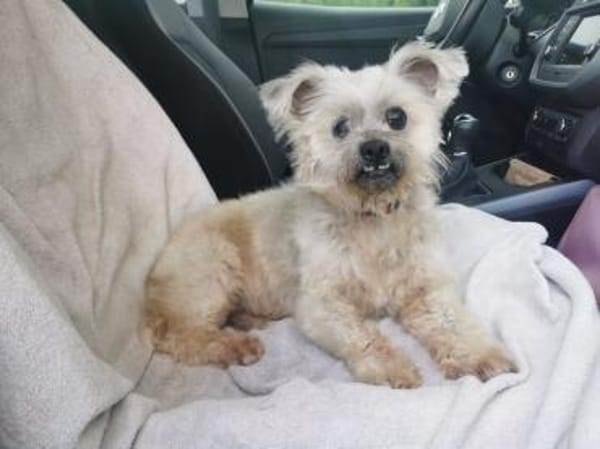 Aron sucht ein liebes Zuhause
