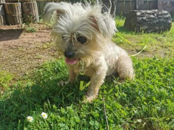 Aron sucht ein liebes Zuhause