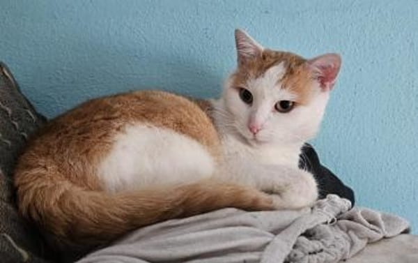 Lemmy- ein Kater weiß was er will