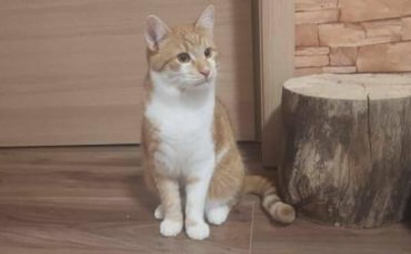 Garfield - Schönheit sucht Familie