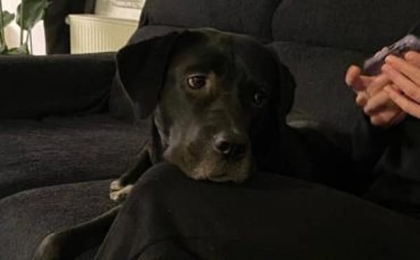 Mokka sucht ein neues Zuhause