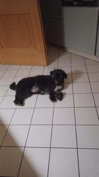 Ein neues Zuhause für Fritzi gesucht
