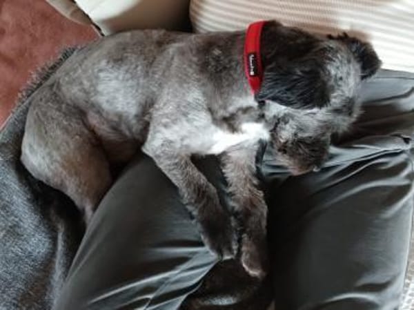 Ein neues Zuhause für Fritzi gesucht