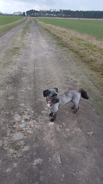 Ein neues Zuhause für Fritzi gesucht