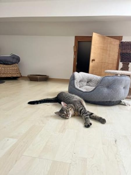Katzenpaar Betty & Lilly