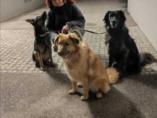 Junge Betty auf PS in Oberbayern